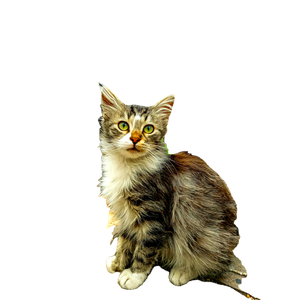 A Cute Fluffy Kitten Sitting On A Pavement With A Fence Background, Showcasing Adorable Charm. 18278 - Cat PNG image with transparent background